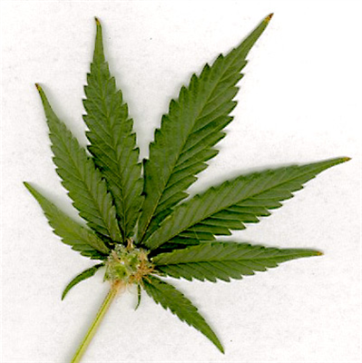 Weed Leaf