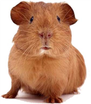 Send A Cute Critter!