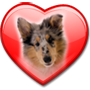 collie