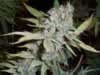 Bag of Bubblegum