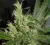 Bag of Citral