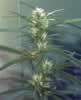 Bag of Early Bud 