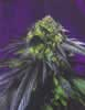 Bag of Haze
