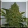 Bag of Haze 19 x Skunk 