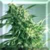Bag of Hawaii x Skunk 1 