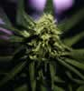 Bag of Durban Poison