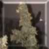 Bag of Island Lady 