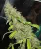 Bag of Fourway