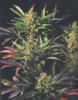 Bag of Indoor Mix 