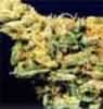 Bag of Hawaii Skunk