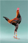 Hediyeleş