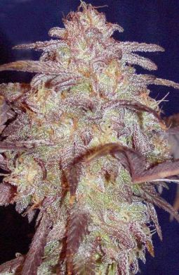 ARMAGEDEN HAZE