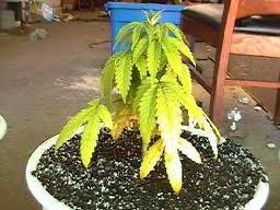 HOME GROWN