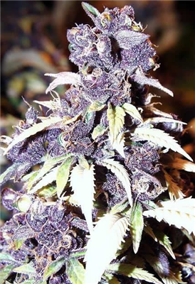BLUEBERRY CHEESE