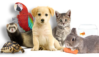 Quelle Animal Aimes Tu Le Plus?