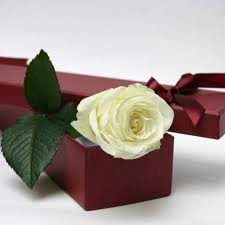 white rose