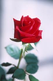 red rose