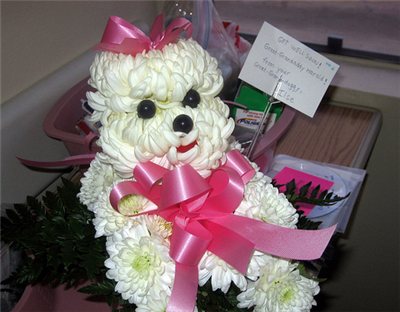 aDOGable Pinky