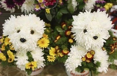 Bichon Bouquet