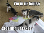 Gift Cats