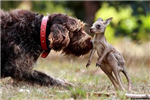 We're All Friendly Animals