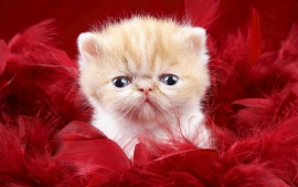 love cat