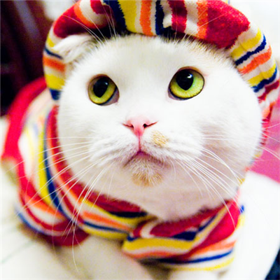 cute kittie