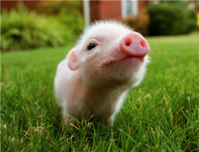 cute piggy