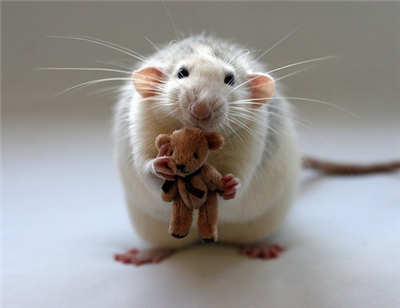cute mouse