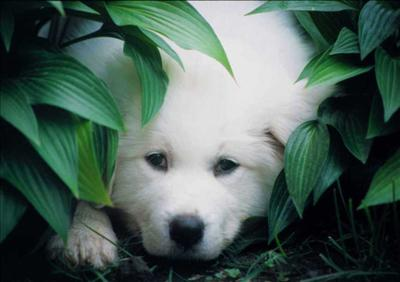 Кое Животно Си?