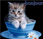 Los Gatos Son Lindos