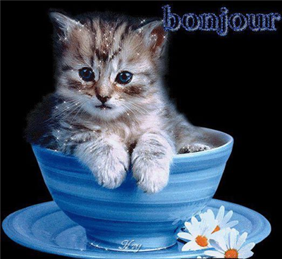 los gatos son lindos