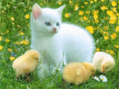 los gatos son lindos