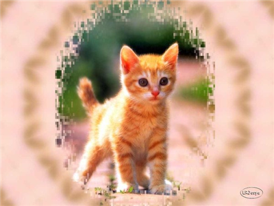 los gatos son lindos