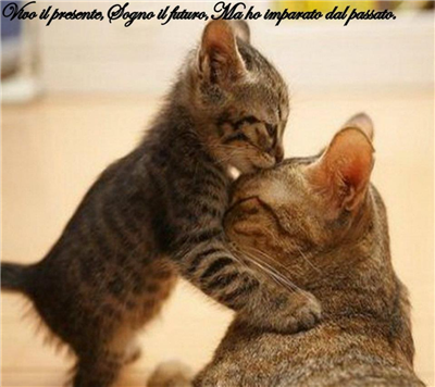 los gatos son lindos