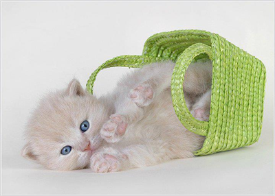 los gatos son lindos