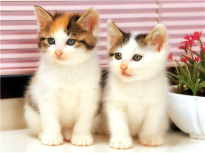 los gatos son lindos