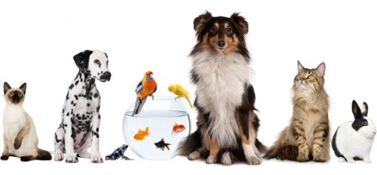 Qué Animal Eres?