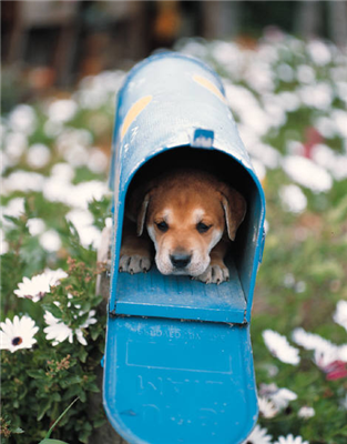 Special Delivery:A PUPPY!