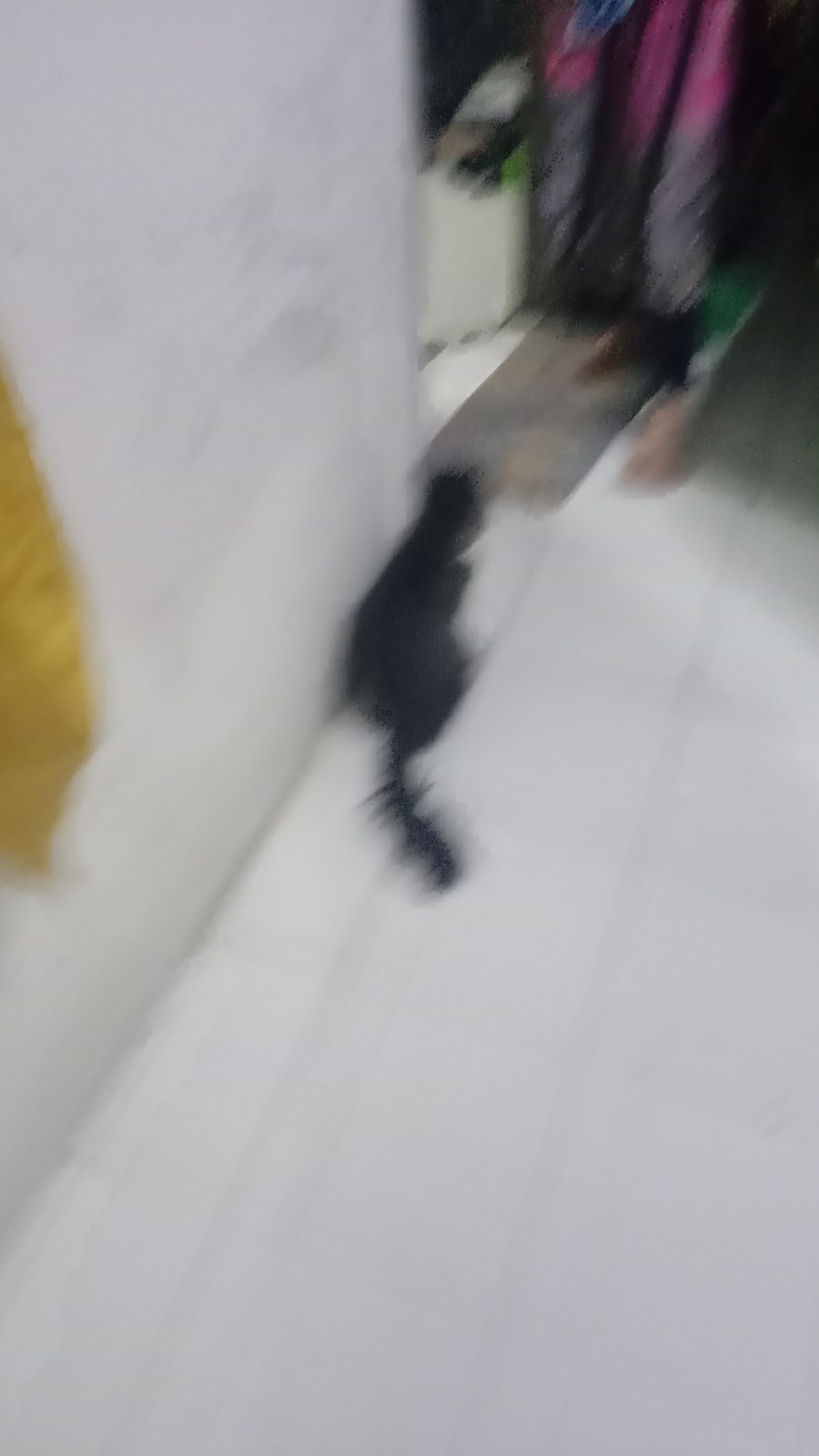 Seberapa mirip anda dengan kocheng ku