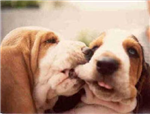 Regala Un Bacio