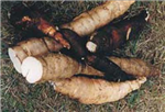 Singkong Bakar