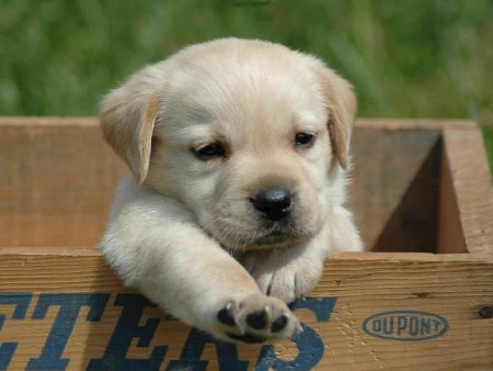 Cane 