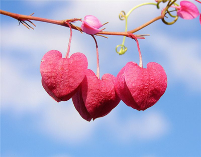 Hearts Berry