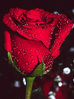 rose
