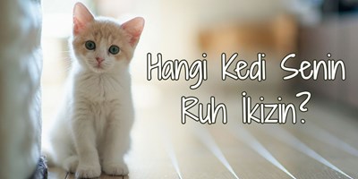 Hangi kedi ırkısın?