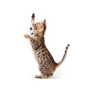 minik kedi
