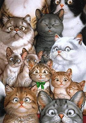 Kedi dünyası