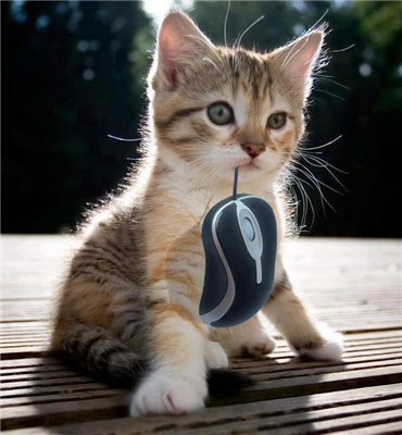 Sevimli kedi