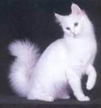 Hangi Kedi Size Göre